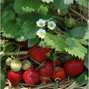Blu Bio-Erdbeere Meraldo mit roten Früchten, grünen Blättern und weißen Blüten im Topf.