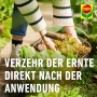 Ernte im Korb nach Anwendung von Compo Schneckenkorn. Gemüse kann sofort verzehrt werden.