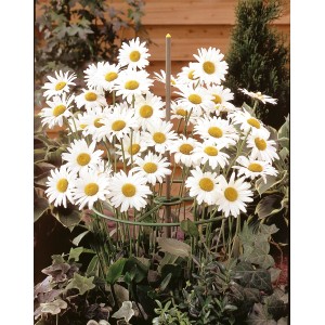 Staudenhalterring 3er-Set im Einsatz mit Margeriten, Rankhilfe für Garten.