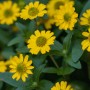 Gelbe Husarenknöpfchen (Sanvitalia procumbens) im 13cm Topf, eine attraktive Hängepflanze von GROW by OBI.