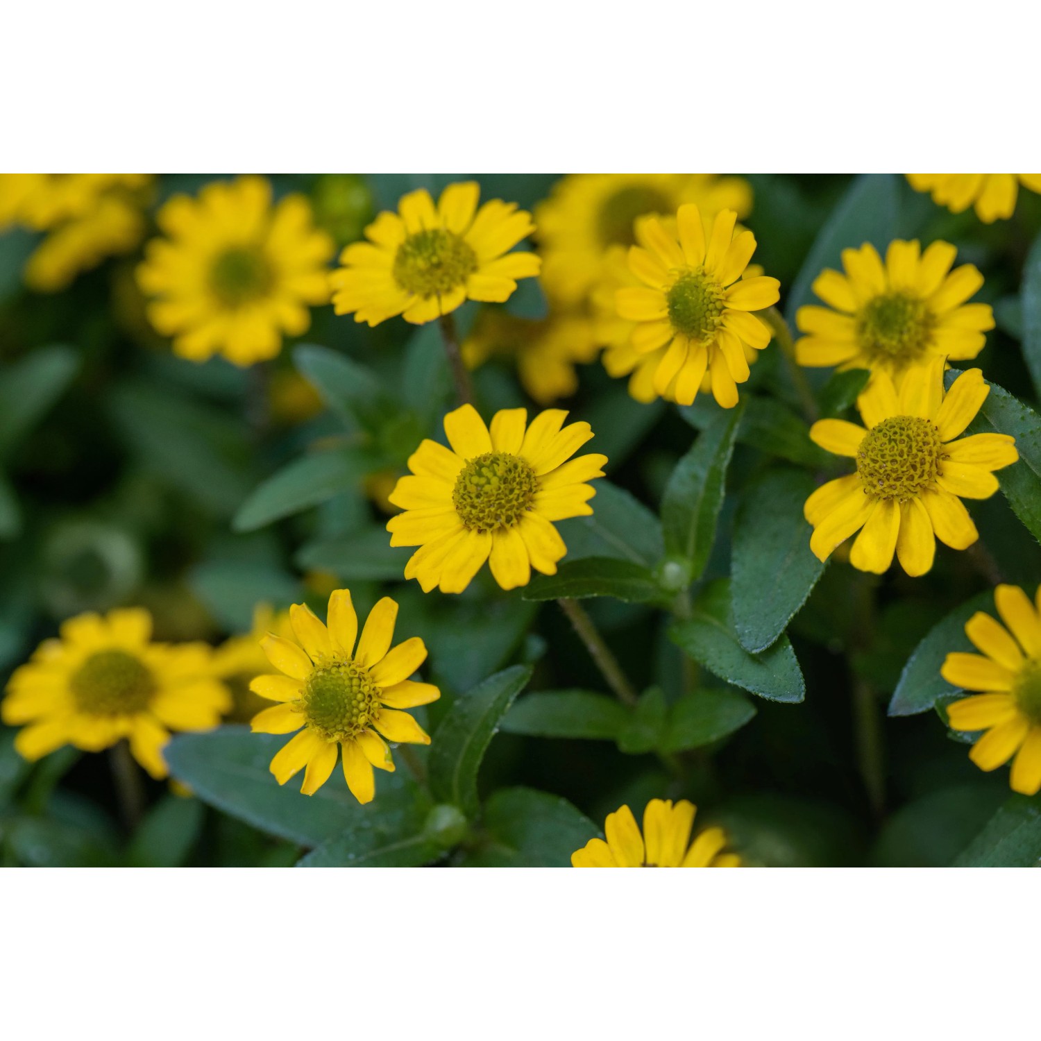Gelbe Husarenknöpfchen (Sanvitalia procumbens) im 13cm Topf, eine attraktive Hängepflanze von GROW by OBI.