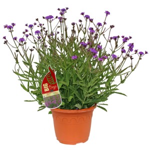 GROW by OBI Eisenkraut Lila 60 cm Verbena Rigida
