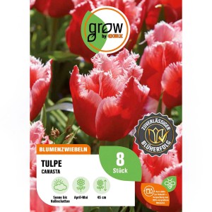 GROW by OBI Tulpe Canasta, rot-gelb, gefranste Blüten, 8 Stück. Blumenzwiebeln für Beet und Vase.