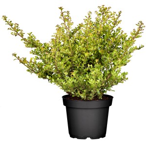 Berg-Ilex "Glorie Glem" Höhe ca. 20 - 25 cm Topf ca. 2 l Ilex