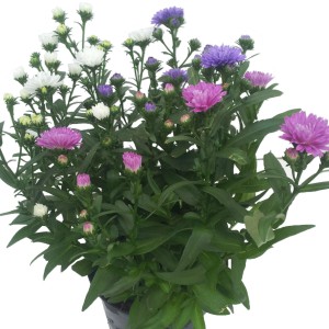 Glattblatt-Aster 'Aster novi belgii trio' im Topf mit dreifarbigen Blüten (weiß, lila, rosa).