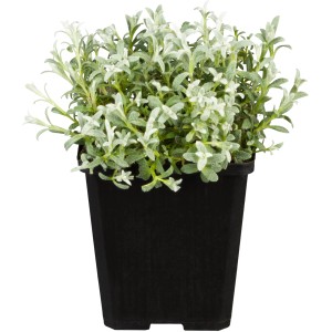 Filziges Hornkraut Topf-Ø ca. 9 cm Cerastium tomentosa