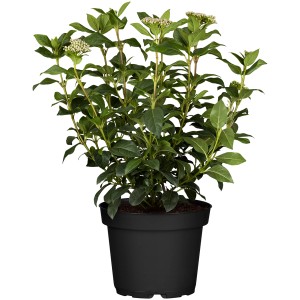 Lorbeerschneeball im Topf, ca. 30-40 cm hoch, mit weißen Blütenknospen und grünen Blättern.