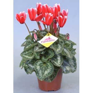 Mini-Alpenveilchen mit roten Blüten im braunen Topf, ca. 6 cm Topf-Ø.