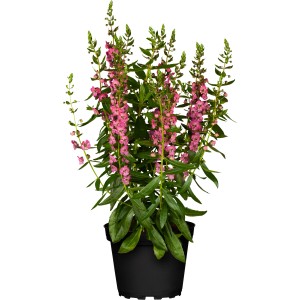 Engelsgesicht Angelonia im Topf, ca. 13 cm Durchmesser, mit rosa Blüten.