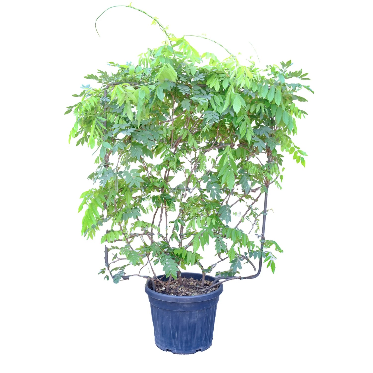 bonsai tree dirt Bonsai Tree Soil main image 0