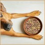 Brauner Hund blickt auf Napf mit Supravit Mix Super Trockenfutter. Bunte, ausgewogene Futtermischung für Hunde.