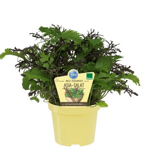 Blu Bio-Asia-Salat im Topf (Ø 12cm). Blattgemüse mit grünen und roten Blättern.