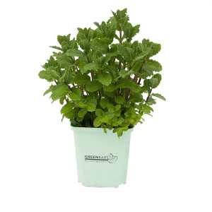 Frische Cocktailminze (Mentha spicata) im Topf, ideal für Cocktails und Tees.