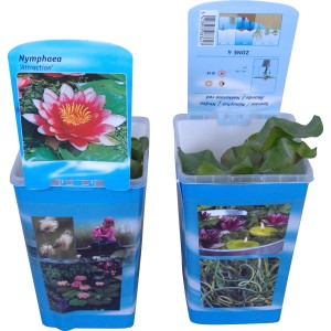 OBI Seerose Rot im Topf (Ø 10cm), Nymphea 'Attraction', für den Gartenteich.