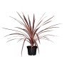 GROW by OBI Keulenlilie Pink Passion im Topf, Kübelpflanze mit pink gestreiften Blättern.
