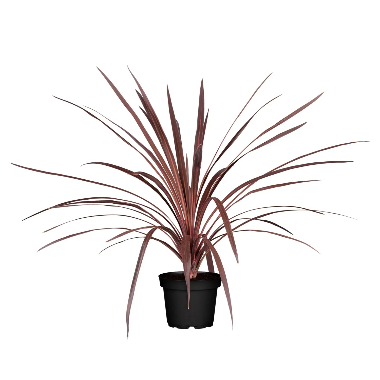 GROW by OBI Keulenlilie Pink Passion im Topf, Kübelpflanze mit pink gestreiften Blättern.