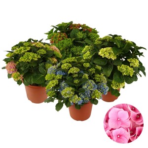 Bauernhortensie in Farben Höhe ca. 60 cm Topf-Ø ca. 29 cm