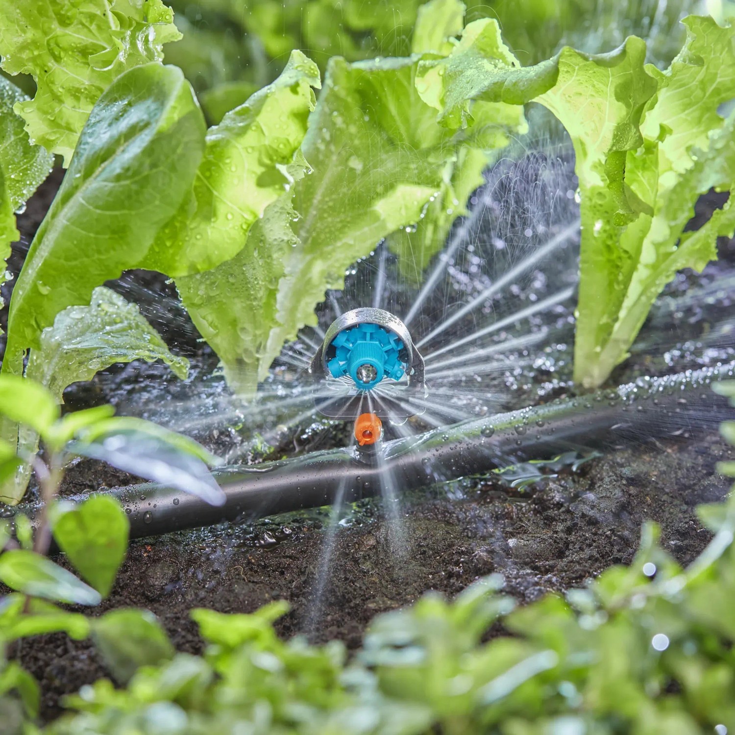 Gardena 6 in 1 Sprühdüse im Einsatz, bewässert Salat im Micro-Drip-System. Flexible Gartenbewässerung.