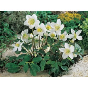 Winterharte, weiße Christrose Christmas Carol im Topf, ca. 25 cm hoch.