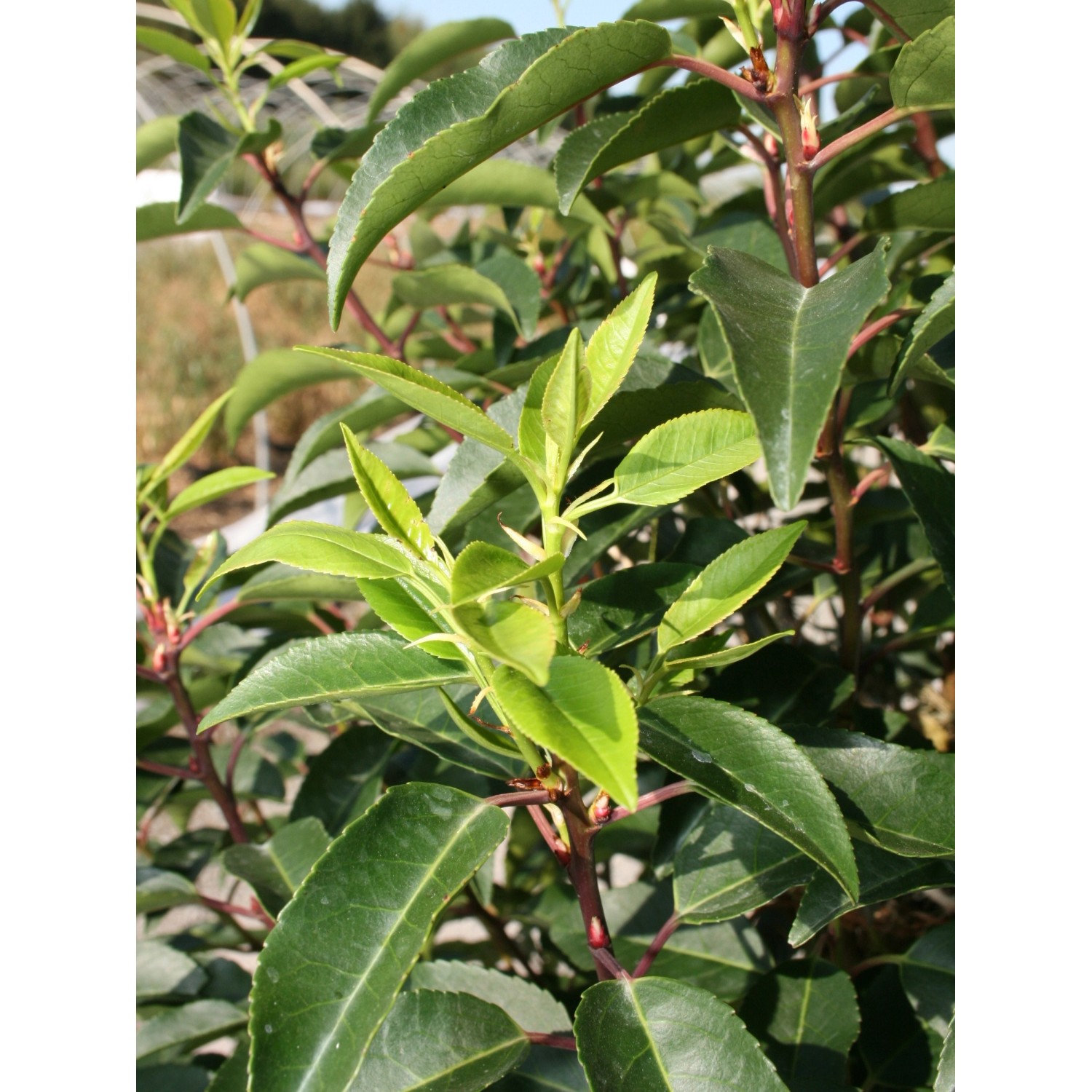 Portugisischer Kirschlorbeer "Angustifolia" Weiß Höhe ca.100120 cm
