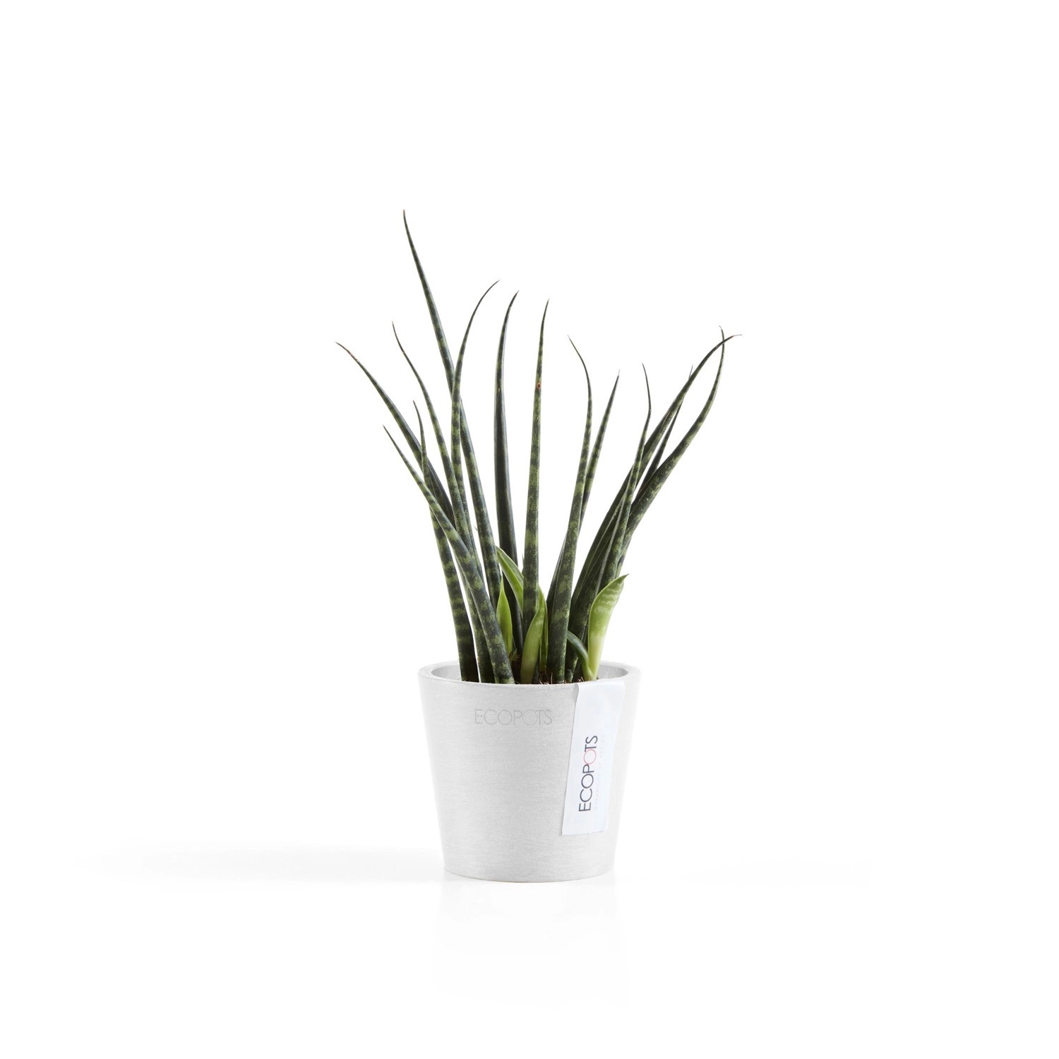 Ecopots Amsterdam Mini Pflanztopf, weiß, mit Sansevieria-Pflanze.