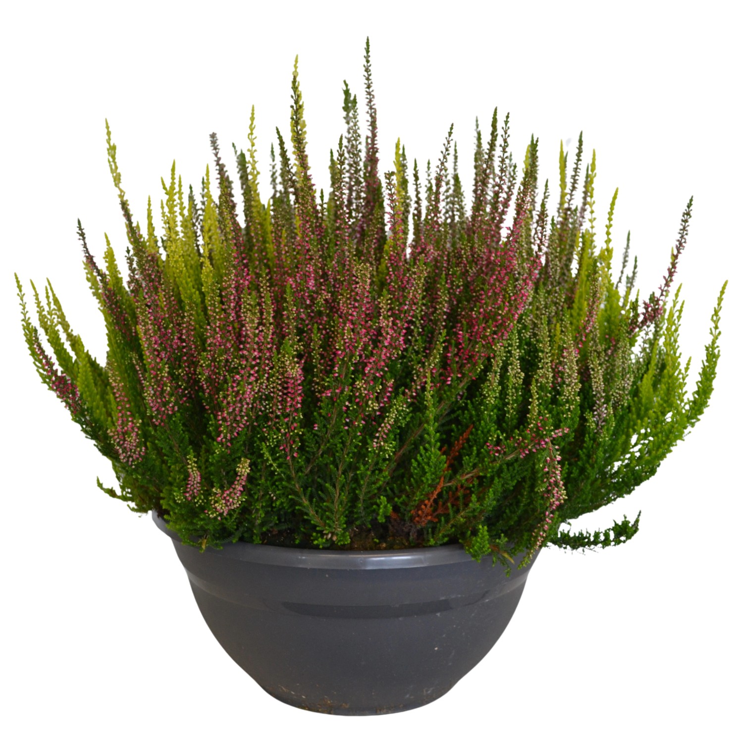 Besenheide Garden Girls Schale TopfØ ca. 23 cm Calluna vulgaris kaufen