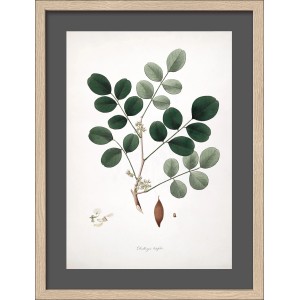 Bild mit Rahmen Anonymus Indian Rosewood 42,5 cm x 32,5 cm