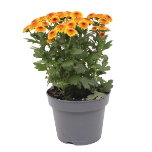 Gelbe Chrysantheme 'Jellyfish' im Topf, ca. 25cm hoch. Blühende Herbstdekoration für Balkon und Garten.