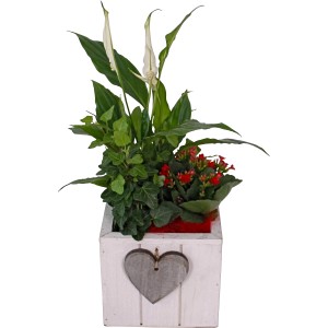 Bepflanzte Schale mit Einblatt, Kalanchoe und Efeu im Holztopf mit Herz-Anhänger, Ø 15cm.