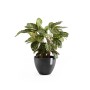 Ecopots Antwerp Pflanztopf, dunkelgrau, 50 cm, mit grüner Pflanze. Ideal für Innen- und Außenbereich.