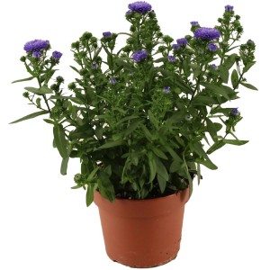 Aster Endless Blue im Topf, ca. 14 cm Durchmesser, blauviolette Blüten.