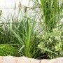 Keulenlilie (Cordyline australis) im Gartenbeet mit verschiedenen Grünpflanzen, Höhe ca. 60-80 cm.