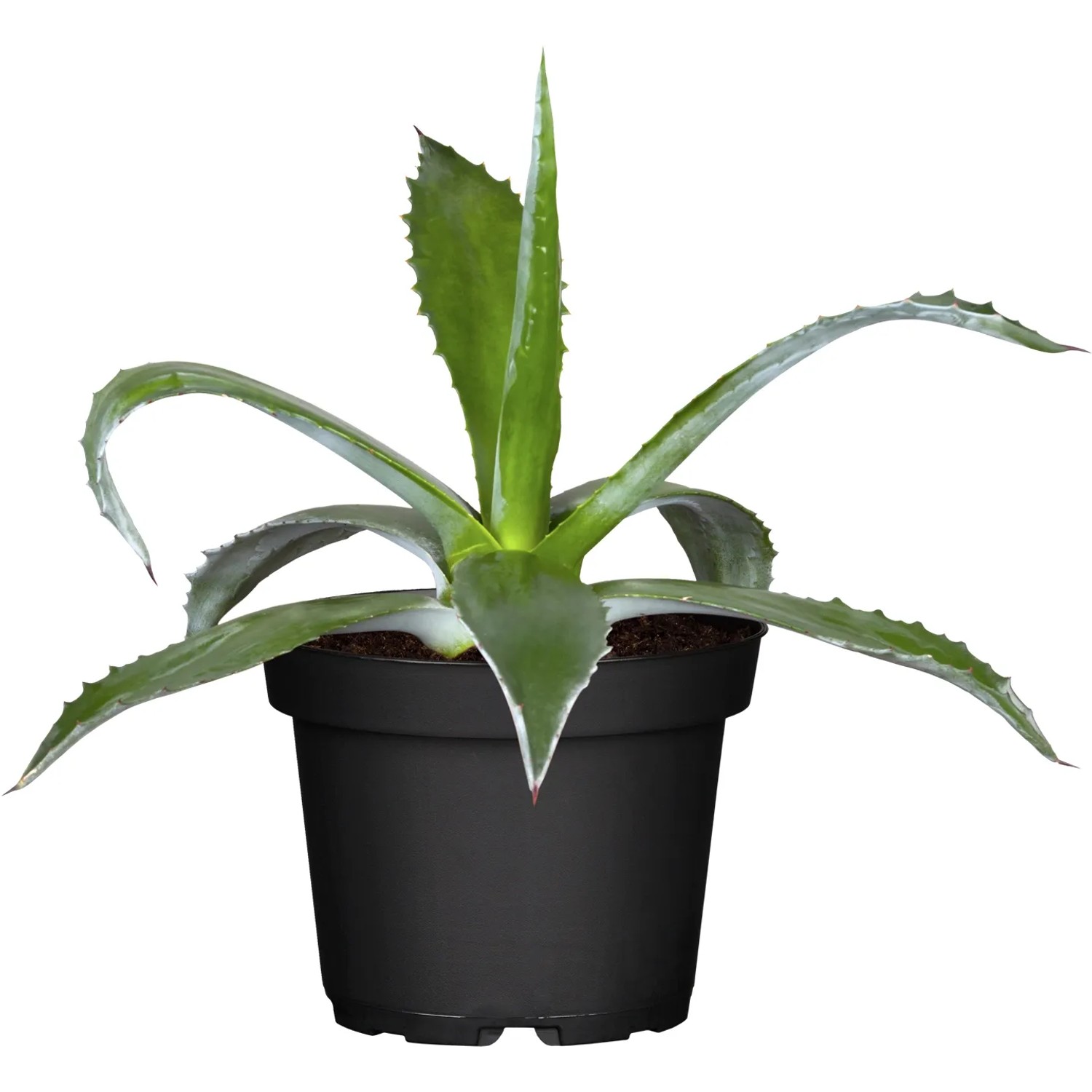 anthurium rugulosum Anthurium rugulosum | Tropical