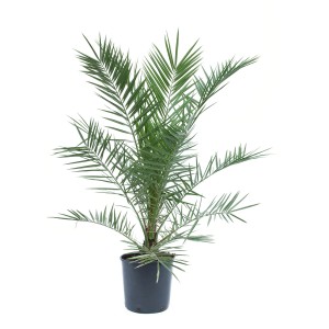 Kanarische Dattelpalme (Phoenix canariensis) im Topf, ca. 120 cm hoch. Exotische Palme für Balkon und Terrasse.