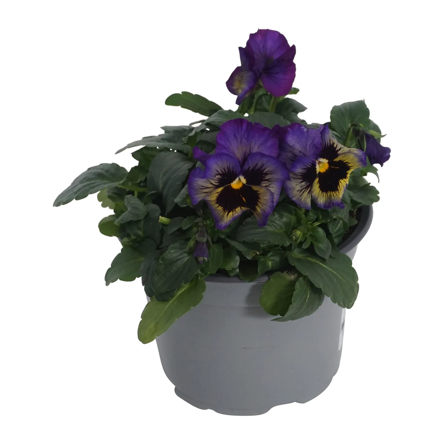 GROW by OBI Stiefmütterchen "Orchid" TopfØ ca. 13 cm Viola