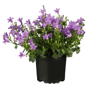 GROW by OBI Polster-Glockenblume Violett ca. 12,5 cm Campanula portenschlagiana