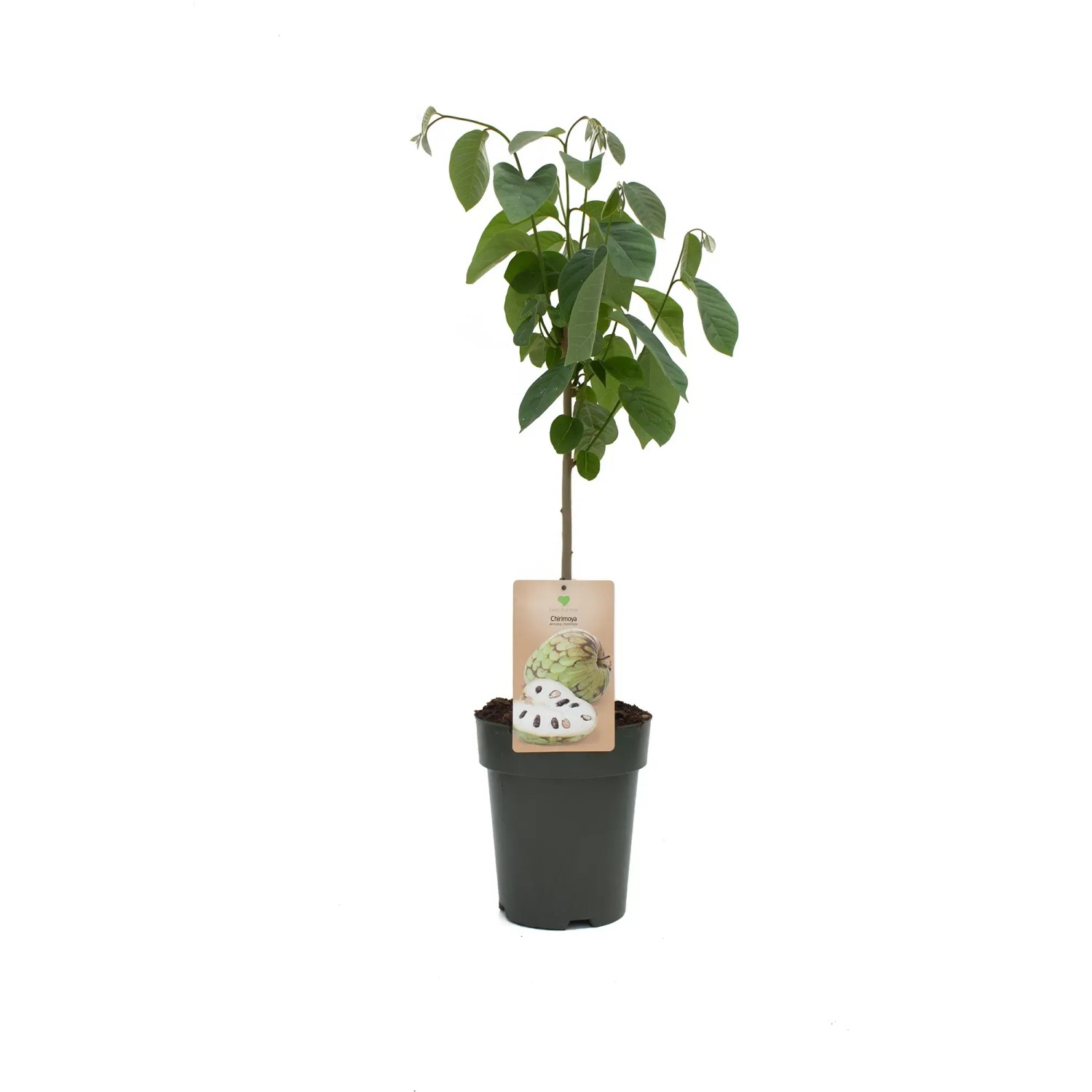 Cherimoya Hhe ca. 90 - 110 cm Topf ca. 7,5 l Annona cherimola kaufen bei  OBI