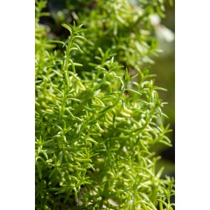 Grüner, scharfer Mauerpfeffer (Sedum) im Topf, ideal für Steingärten.
