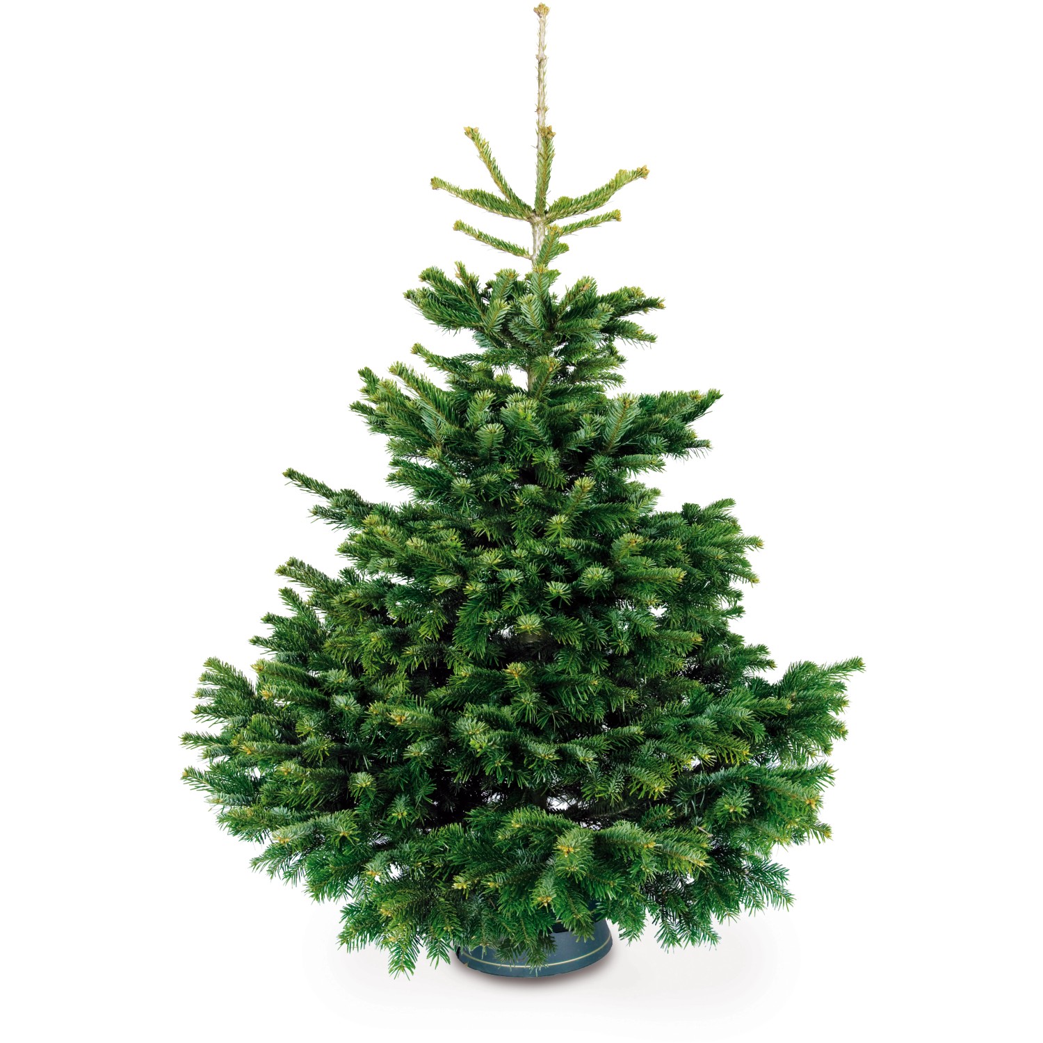 Premium Weihnachtsbaum Echte Nordmanntanne 200 250 cm hoch gesägt