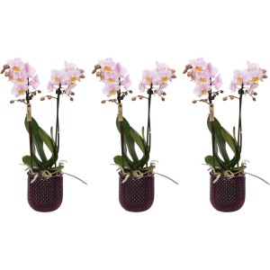 Schmetterlingsorchidee "Kolibri" 2-Trieber Violett-Gelb im violetten Glas-Gefäß