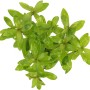 Grüne Dennerle Aquariumpflanze Hygrophila Polysperma, Aufsicht.