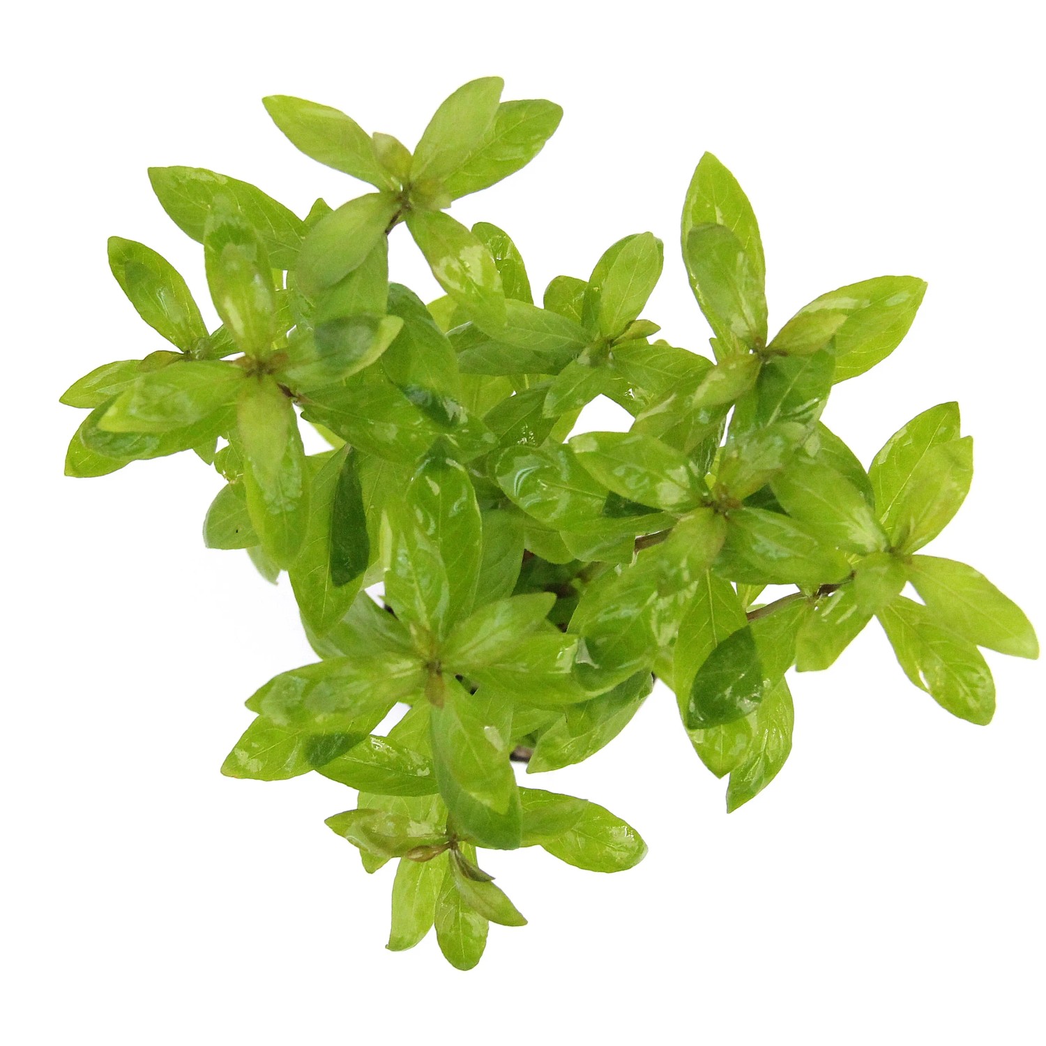 Grüne Dennerle Aquariumpflanze Hygrophila Polysperma, Aufsicht.