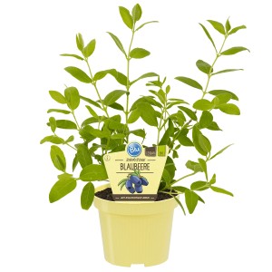 Blu Sibirische Blaubeere Topf-Ø ca. 12 cm