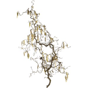 Korkenzieherhasel "Contorta" Zweige Länge ca. 100 cm