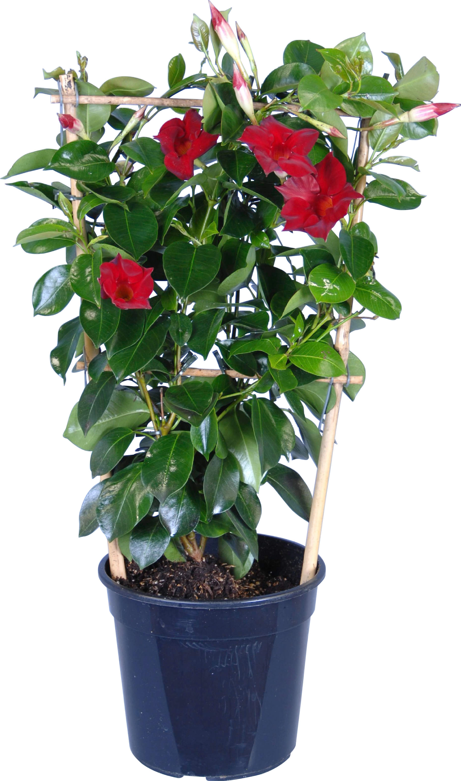 Dipladenie Rot mit Rankhilfe TopfØ ca. 17 cm Mandevilla sanderi kaufen