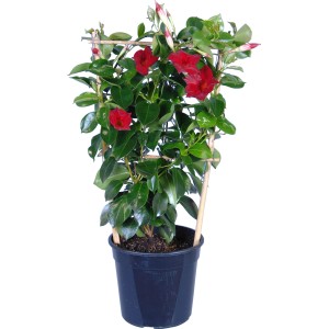 Dipladenie Rot im Topf mit Rankhilfe, Mandevilla sanderi, blühende Kübelpflanze.