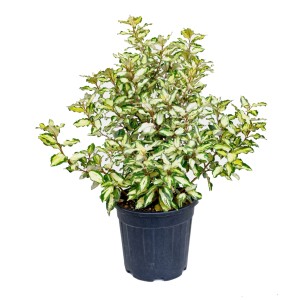 Immergrüne Ölweide 'Elaeagnus ebbingei' im Topf, ca. 60 cm hoch, mit bunten, hellgelb panaschierten Blättern.