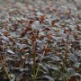 Dennerle Aquariumpflanze Ludwigia Repens Rubin, rotblättrige Wasserpflanze für Aquarien.