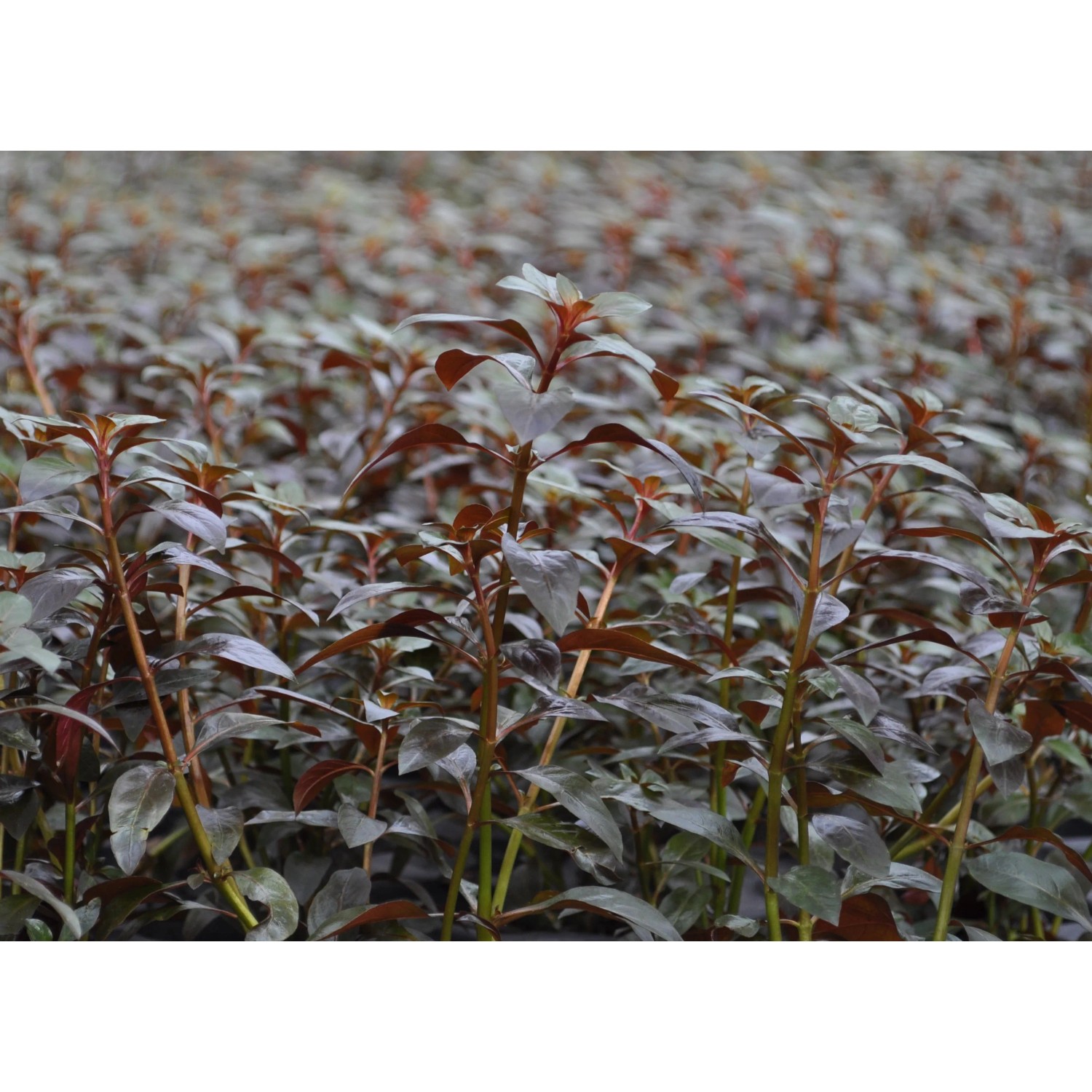Dennerle Aquariumpflanze Ludwigia Repens Rubin, rotblättrige Wasserpflanze für Aquarien.