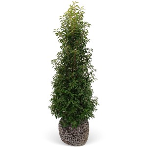 Kirschlorbeer ''Angustifolià' Set à 15 Stück Höhe 175 - 200 cm Ballenware